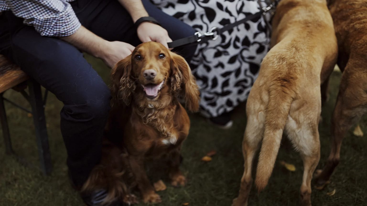 Happy brown dog sitting next to owner on grass.
