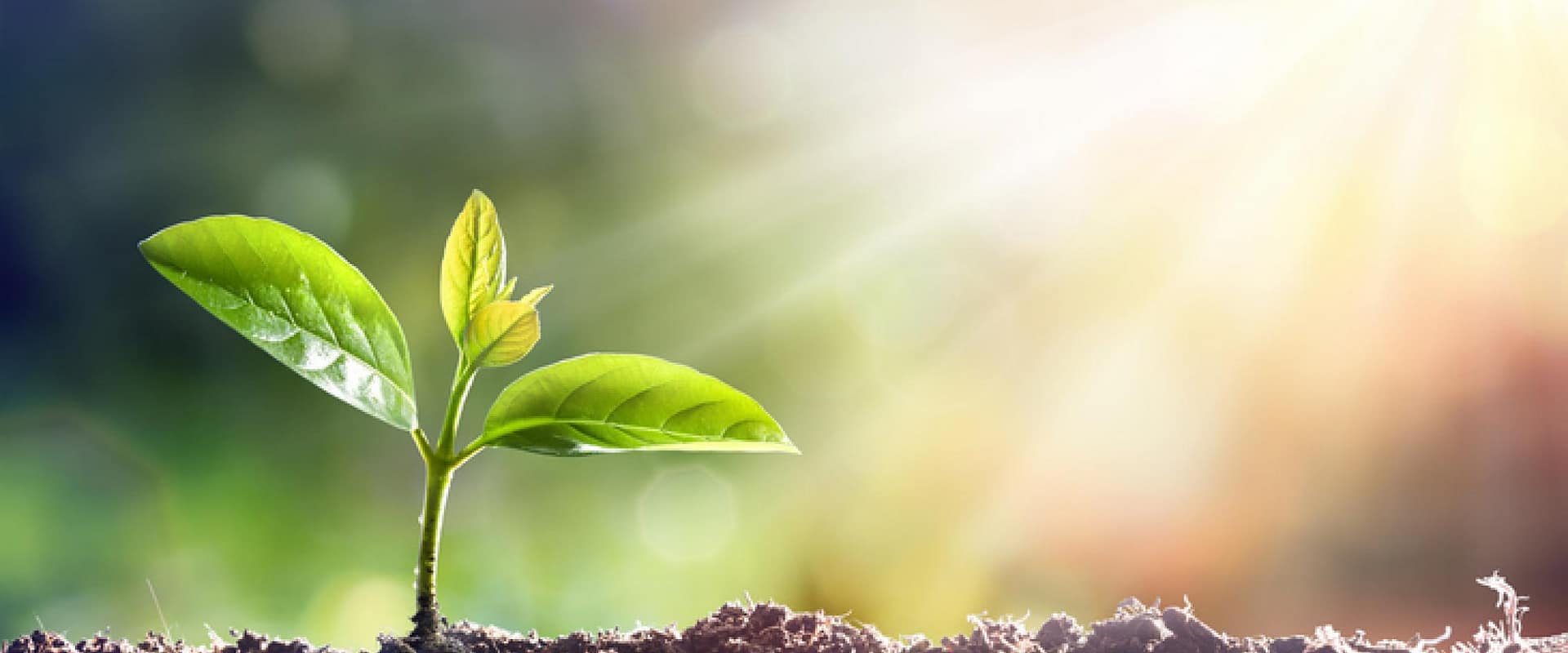Young green plant growing in sunlight