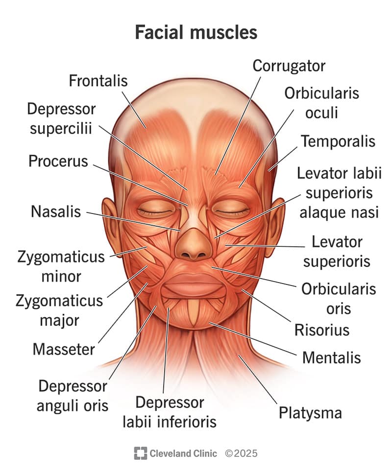 Diagram of labelled facial muscles, front view.